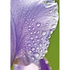 Discount Iris Balancerende Dagcrème Dagcreme